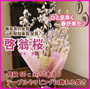 啓翁桜 山形 桜 お歳暮 ご年始 送別会 花束 プレゼント ...