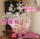 啓翁桜 花束 家庭で飾るに丁度良い長さ、特級80cm（7本入り）