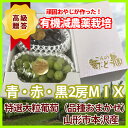 葡萄 ぶどう 山形 ギフト 産地直送 送料無料 【 大粒ブドウ おまかせMIX2房入り 】シャインマスカット ピオーネ 赤嶺(せきれい) 翠峰(すいほう) マニュキアフィンガー ロザリオビアンコ シナノスマイル スチューベン 産地 山梨 長野 山梨 岡山 農産物 訳あり 2kg