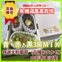 葡萄 ぶどう 山形 ギフト 産地直送 送料無料 【 大粒ブドウ おまかせMIX3房入り 】シャインマスカット ピオーネ 赤嶺(せきれい) 翠峰(すいほう) マニュキアフィンガー ロザリオビアンコ シナノスマイル スチューベン 産地 山梨 長野 山梨 岡山 農産物 訳あり 2kg