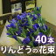 お彼岸 お供え 花 ギフト【 山形産 蔵王リンドウ40本 花束 りんどう 】 生花 プレゼント 送料無料 鉢植え ト 白寿 リンドウ アレンジメント 苗 花束 セット 供花 花ギフト 供 ポイント消化 100円 300円 500円
