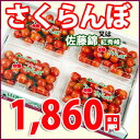 山形産さくらんぼ 佐藤錦又は紅秀峰 800g秀・優　L〜Mサイズ[ご家庭用][お得用][楽天 最安値][2箱以上購入で送料無料]