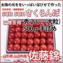 さくらんぼ 佐藤錦 送料無料 山形 贈答用 秀2L 500g 手詰め 並べ詰め 【佐藤農産】サクランボ 父の日 狩り ギフト 手作業 アメリカンチェリー ナポレオン 高砂 月山錦 佐藤錦 紅秀峰 カード付 さくらんぼゼリー 鉢植え