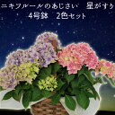 早咲き【群馬黒保根 鉢花の郷】ニキフルールのあじさい【星がすり2色バスケット】4月発送 送料無料紫陽花 アジサイ 鉢植えギフト プレゼント マザー 早咲き【群馬黒保根 鉢花の郷】ニキフルールのあじさい【星がすり2色バスケット】4月発送 送料無料紫陽花 アジサイ 鉢植えギフト プレゼント マザー