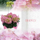 予約受付中【さかもと園芸】達人のあじさい早咲き【ミセスクミコ】アジサイ 紫陽花 鉢植え入学式 卒業式 離任式 退職祝い 予約受付中【さかもと園芸】達人のあじさい早咲き【ミセスクミコ】アジサイ 紫陽花 鉢植え入学式 卒業式 離任式 退職祝い