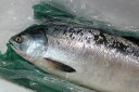 〔送料無料〕北海道産時鮭(ときしらず)3kg以上☆北港直販☆...