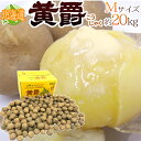 【送料無料】北海道 北見産 じゃがいも ”黄爵” 秀品 Mサイズ 約20kg 男爵芋【予約 8月
