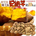 【送料無料】種子島産 訳あり”安納芋” 約10kg 大きさおまかせ【予約 入荷次第発送】
