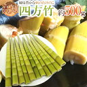 【送料無料】高知産 ”四方竹” 秀品 S/M/L 約500g...