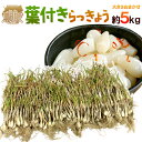 【送料無料】土らっきょう 鳥取産 ”葉付きらっきょう” 約5kg 大きさおまかせ【予約 5月末〜6月】
