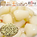 【送料無料】土らっきょう 鳥取産 ” 玉らっきょう” S/M/Lサイズ 約5kg【予約 6月中旬