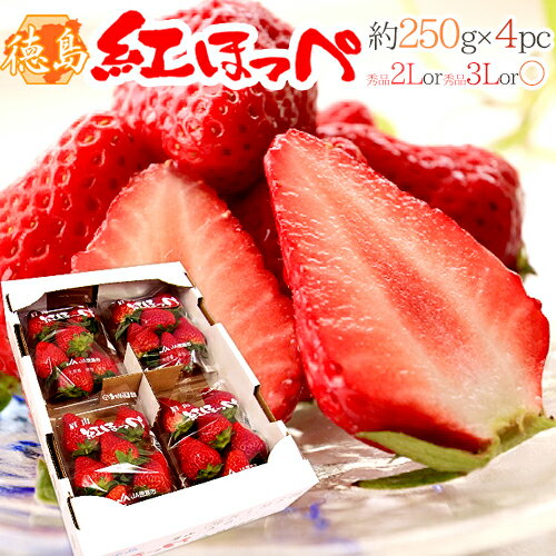 【送料無料】徳島産 ”紅ほっぺ” 大粒 2Lor3Lor大粒○ 約250g×4pc いちご【予約 1月〜4月発送】【楽ギフ_包装】 ランキングお取り寄せ