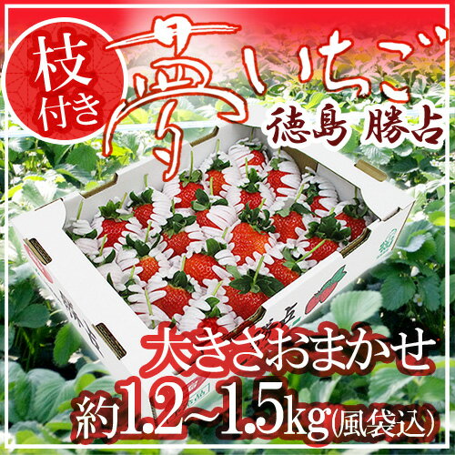 【送料無料】徳島県勝占産 ”枝付き夢いちご” 約1.5kg（風袋込） 大きさおまかせ【予約 1月〜3月】