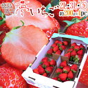 【送料無料】【お届け日指定可能】徳島県勝占産”夢いちご”大粒 2Lor3Lor大粒○ 約250g×4pc こだわり産地の濃厚いちご!【楽ギフ_包装】