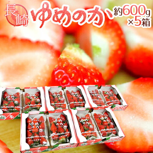 【送料無料】長崎産イチゴ ”ゆめのかいちご” 約600g×5箱（1箱あたり約300g×2p…...:auc-kurashi-kaientai:10002263