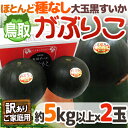 【エントリーでポイント10倍&200Pプレゼント】【送料無料】鳥取 黒皮 種なしスイカ ”がぶりこ”...
