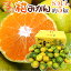 【送料無料】三重産 ”柑みかん” 秀品(等級柑) S/M/Lサイズ 約5kg【予約 9月中旬以降】