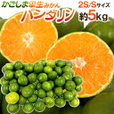 【送料無料】鹿児島産 ”パンダリンみかん” 秀品 小粒限定 2S/Sサイズ 約5kg【予約 9月下旬〜10月】【楽ギフ_包装】