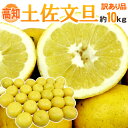 【送料無料】高知産 訳あり ”土佐文旦” 約10kg 大きさおまかせ【予約 2月以降】【楽ギフ_のし宛書】