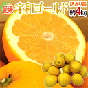 【送料無料】愛媛県 ”宇和ゴールド” 訳あり 2Lサイズ以上...