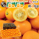 【送料無料】宮崎県 ”完熟きんかん たまたまエクセレント EX” 2Lサイズ 約3kg 糖度18度以上！【予約 2月中旬以降】【楽ギフ_包装】