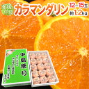 【送料無料】愛媛産 ”匠と極 カラマンダリン” 12〜15玉...