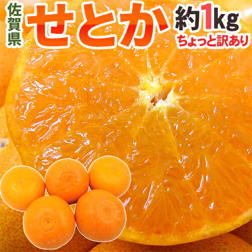 【送料無料】佐賀産 ”せとか” 大きさおまかせ 約1kg ちょっと訳あり【予約 1月下旬以降】