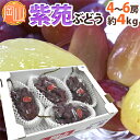 【送料無料】岡山産 ”紫苑ぶどう” 秀品 超大房 4~6房 約4kg【予約 10月下旬~12月】