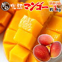 【送料無料】訳あり ”宮崎マンゴー” 2個?4個 1kg!2kg購入で200g、3kg購入で500g、4kg購入で1kgおまけ♪【予約 5月下旬?8月】【楽ギフ_のし宛書】