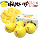【送料無料】熊本県八代特産 ”晩白柚” ばんぺいゆ 秀品 超特大3Lサイズ 4玉 約10kg【予約 12月以降】