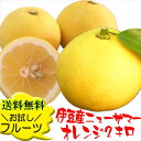 ニューサマーオレンジ(静岡県伊豆産) 2kg お試し 伊豆特...