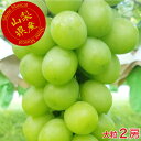 送料無料 山梨県より産地直送 大型シャインマスカット【数量限定・予約販売】【ご贈答用】 大房 化粧箱入り 山梨県産 マスカット ブドウ 葡萄 ぶどう 大粒2房 新鮮