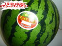 送料無料 北海道を代表するスイカ 北海道共和町産訳なしの秀品 でかぁ?ぃ らいでんすいか糖度11度以上 5Lサイズ以上でなんと1玉当たり10kg以上
