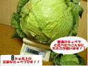 期間限定 北海道特産 特大きゃべつ 札幌大球 1玉