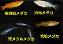 メダカ 12種セット・楊貴妃/小川ブラック/青ラメミユキメダカ/黄金ブラック光/東天光/黄金光/青光/スケルトンパンダ/幹之(ミユキ)メダカ/ブチメダカ/白/青/計50匹【ホテイアオイ、えさ添付】(めだか、ホテイ草、水草)