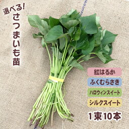 <strong>令和6年</strong>産予約開始！【消毒済】選べる！さつまいも苗 一束10本入り 紅はるか・シルクスイート・ふくむらさき・ハロウィンスイートの4品種中から 【野菜苗】サツマイモは手間いらずで簡単！野菜　サツマイモ苗