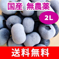 ＜農薬不使用＞遠野で育った大粒の冷凍ブルーベリー1kg（2Lサイズ）【送料無料】【がんばろう！岩手】【岩手県産】【東北復興_岩手県】