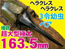 超大型163.5mm血統ヘラクレスヘラクレス 3 令幼虫 オスメスペア