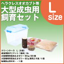 ヘラクレスオオカブト等 大型成虫用飼育セット