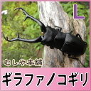 ギラファノコギリクワガタ 成虫 オスメスペア Lサイズ 天然品