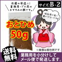(送料無料※メール便)日清丸紅飼料おとひめB2(沈降性)50g/メダカのごはん 稚魚の餌 グッピーのエサ(金魚小屋-希-福岡)