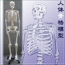 人体骨格模型■等身大の骨格をリアルに表現■175cm/新品