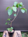 ■インドボダイジュ・60〜80CM■菩提樹■観葉植物■本州四国送料無料!