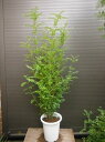 ◎シマトネリコ130・8号鉢植え◎10本以上の株立ち!観葉植物◎人気常緑樹!送料込(本州四国)!◎