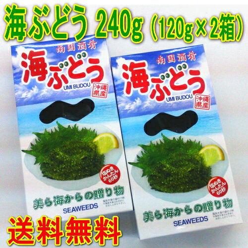 メール便送料無料・代引不可 沖縄県産 海ぶどう 120g×2箱 メック・インターナショナル…...:auc-sansei-shop:10000529