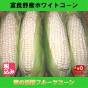 富良野産とうもろこし 吉中農園の雪の妖精 L〜2L 10本入...