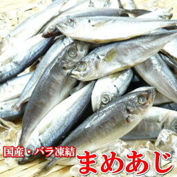 豆アジ　国産まめあじ　1kg 　冷凍バラ凍結　豆あじ 冷凍　鯵　ジンタ【唐揚げ/南蛮漬け/素揚げ/カルシウム/まるごと/業務用】【国内産】【ギフト】