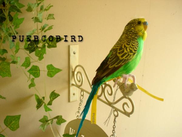 ★PUEBCO（プエブコ） Budgie　GREEN　セキセイインコ　販売カラーグリーン雑…...:auc-select:10000060