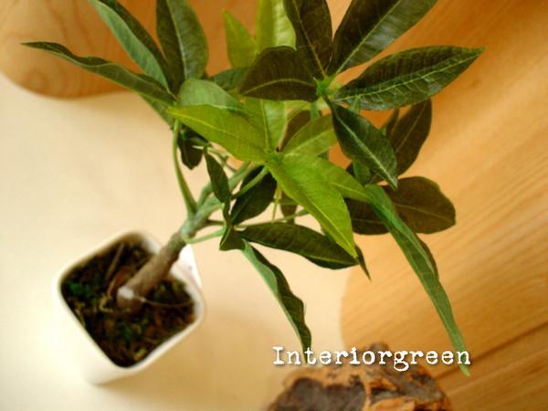 򥭥쥤ˢFakeտʪޥƥꥢ꡼󡡸ޡѥ¤֡