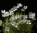 【山野草】白花ヒナソウ